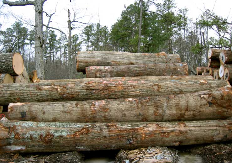 Red Oak Saw Log 5