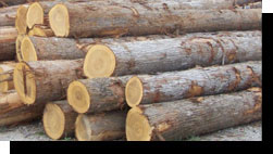 Cypress Saw Logs