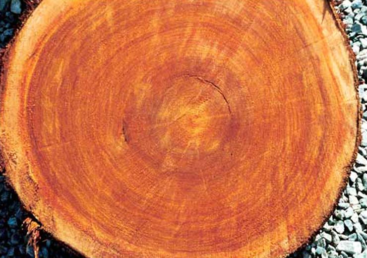 Cypress Saw Log 1