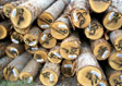 Cypress Saw Log 2