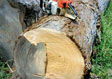 Cypress Saw Log 6