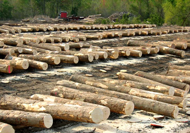 Hard Maple Saw Log 1
