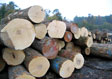 Hard Maple Saw Log 2