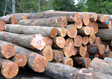 Hard Maple Saw Log 5