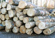 Hard Maple Saw Log 6