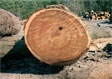 Red Elm Saw Log 2