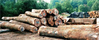 Red Oak Saw Log 1
