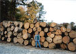 Red Oak Saw Log 2
