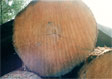 Soft Maple Saw Log 1