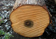 Soft Maple Saw Log 3