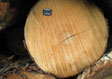 Soft Maple Saw Log 4