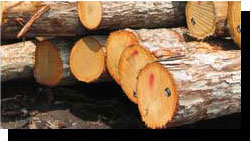 White Oak Saw Logs