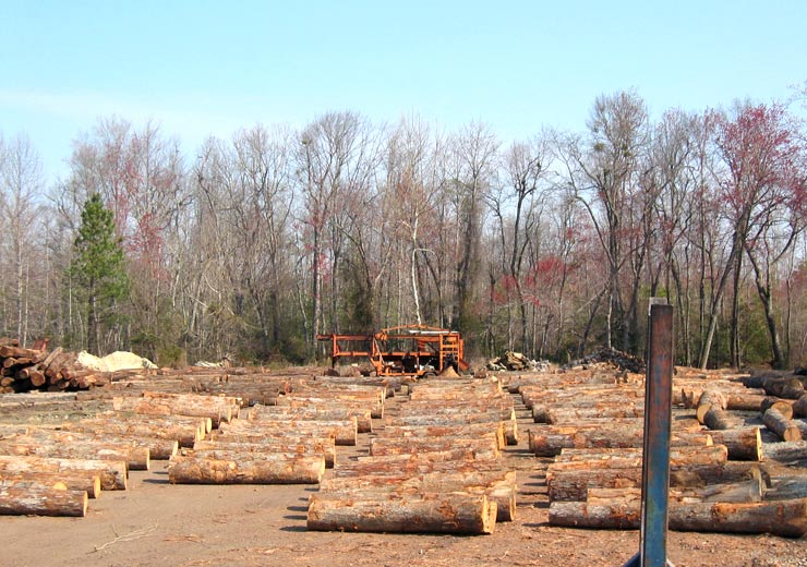 White Oak Saw Log 1