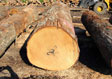 White Oak Saw Log 7