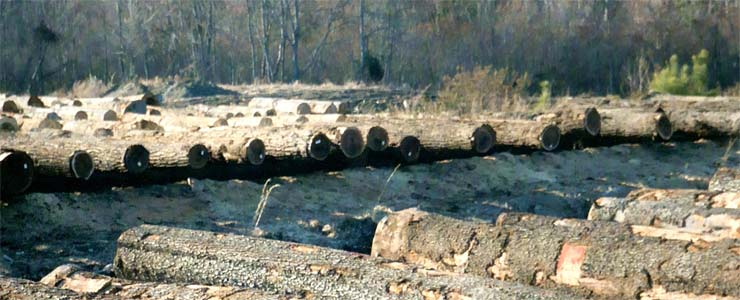 Black Walnut Veneer Log 1