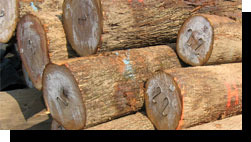 Hickory Veneer Logs