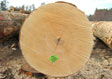 Hard Maple Veneer Log 1