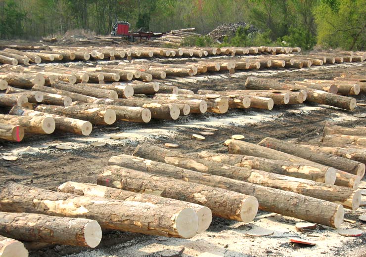 Hard Maple Veneer Log 2