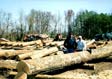 Hard Maple Veneer Log 5