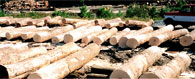 Hard Maple Veneer Log 7