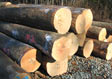 Hard Maple Veneer Log 8