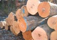 Hard Maple Veneer Log 9