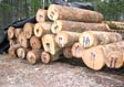 Red Oak Veneer Log 2