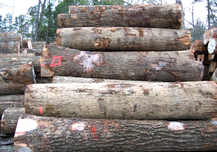 Red Oak Veneer Log 3