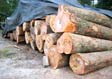Red Oak Veneer Log 4