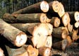 Red Oak Veneer Log 5