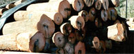 Red Oak Veneer Log 6