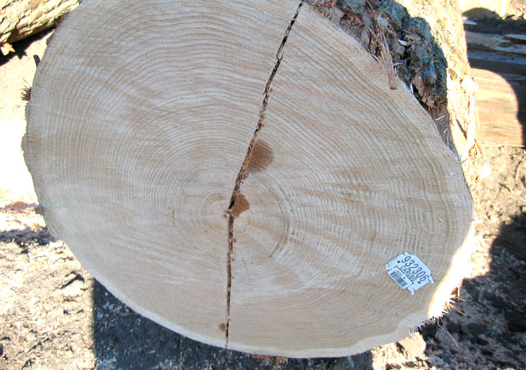 Red Oak Veneer Log 7