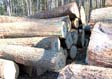 Red Oak Veneer Log 8