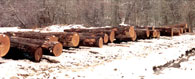 White Oak Veneer Log 3