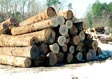 White Oak Veneer Log 4