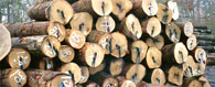 White Oak Veneer Log 5