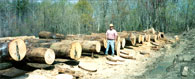 White Oak Veneer Log 6