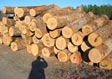 White Oak Veneer Log 8