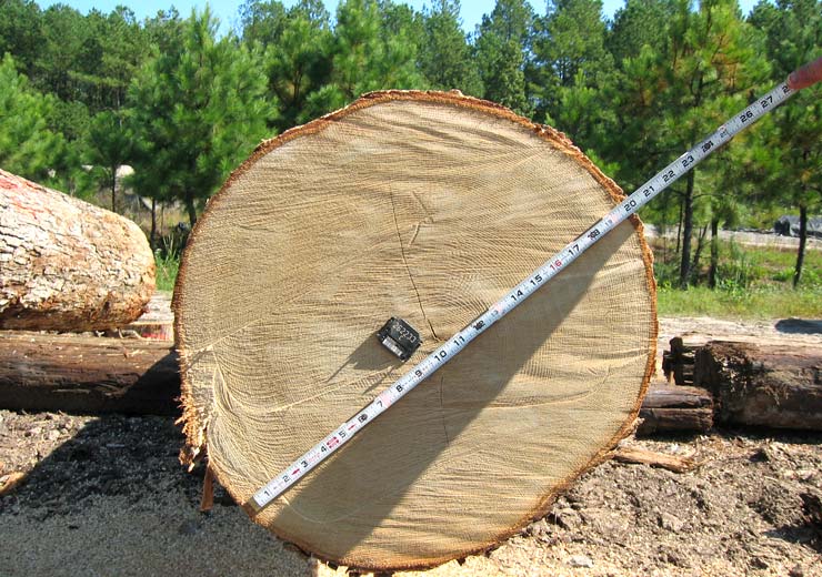 White Oak Veneer Log 9