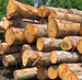 White Oak Saw Logs